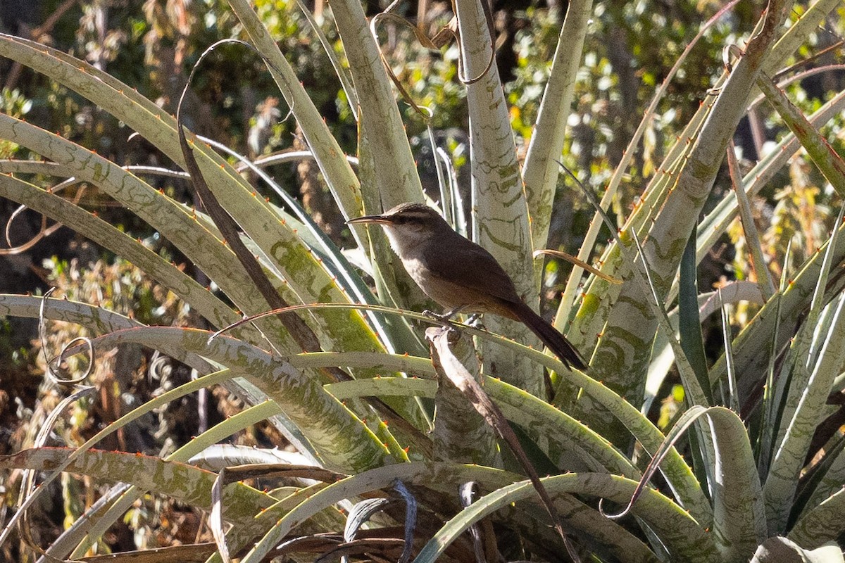 Bolivian Earthcreeper - ML624416294