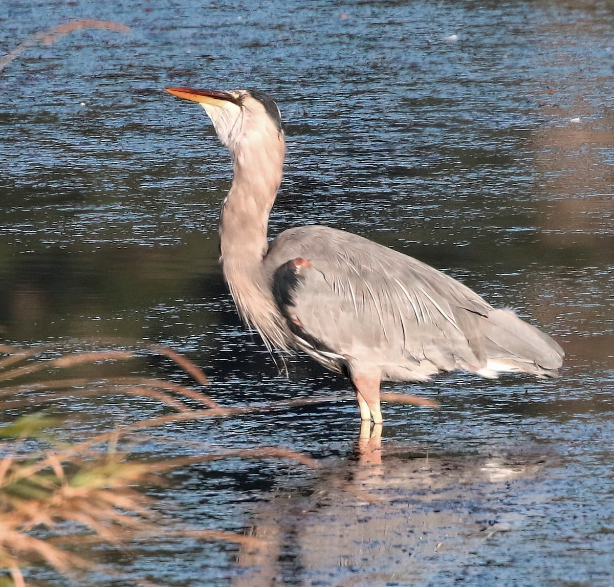 Great Blue Heron - ML624416295