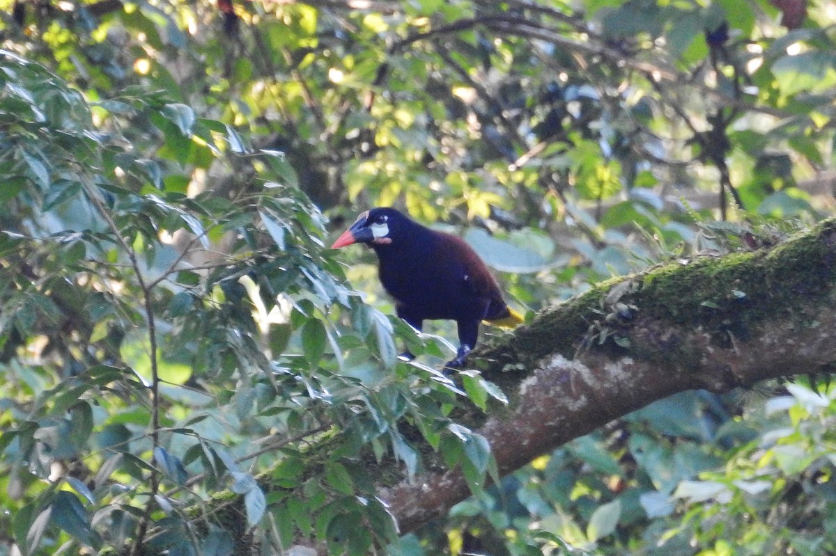 montezumaoropendola - ML624416307