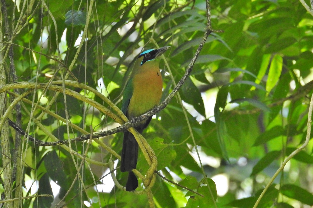 diademmotmot - ML624416328