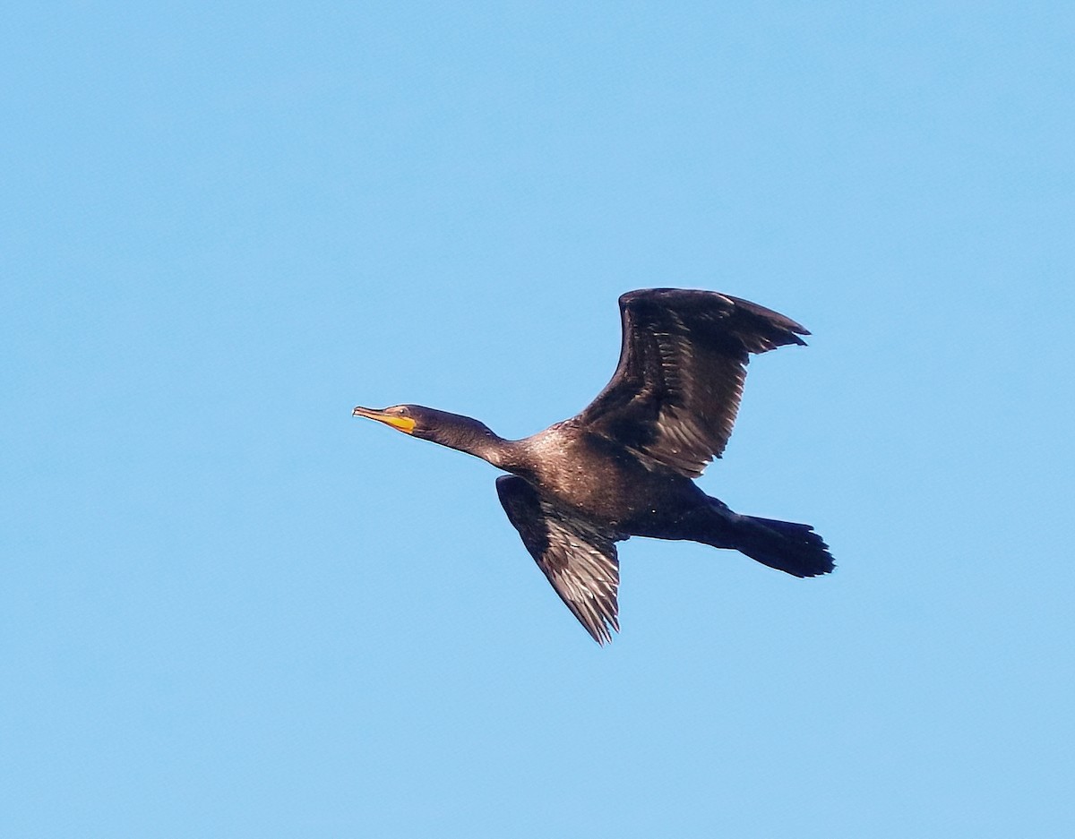 Double-crested Cormorant - ML624416396