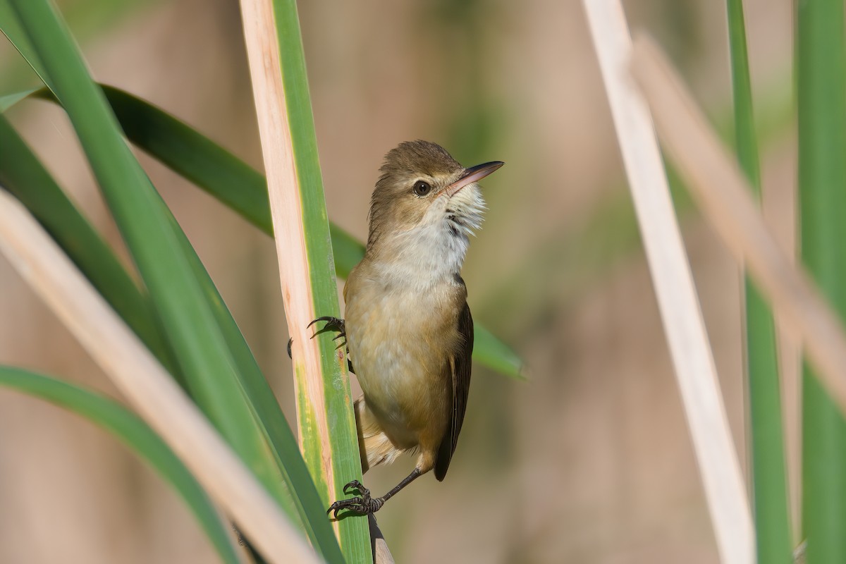 Australian Reed Warbler - ML624416406