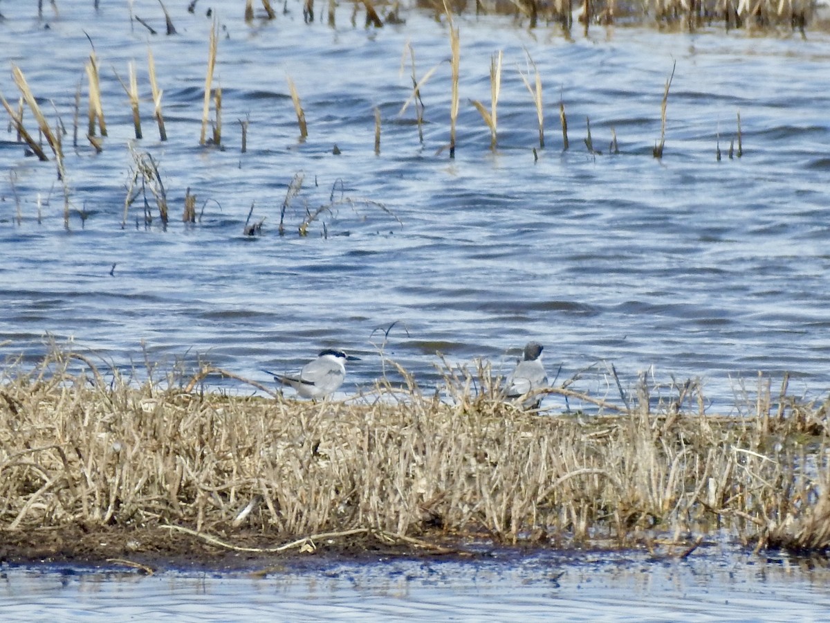 Least Tern - ML624416467