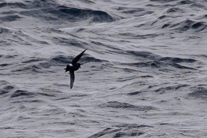 Wilson's Storm-Petrel - ML624416485