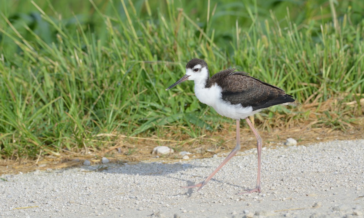 Black-necked Stilt - Kevin Dailey