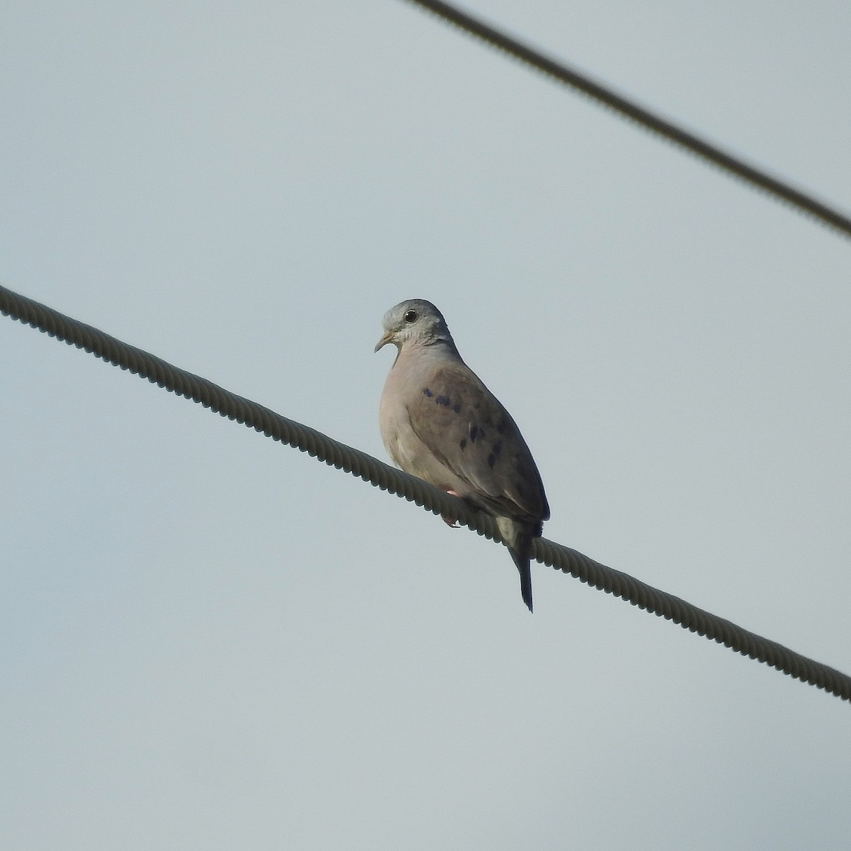 Plain-breasted Ground Dove - ML624416548