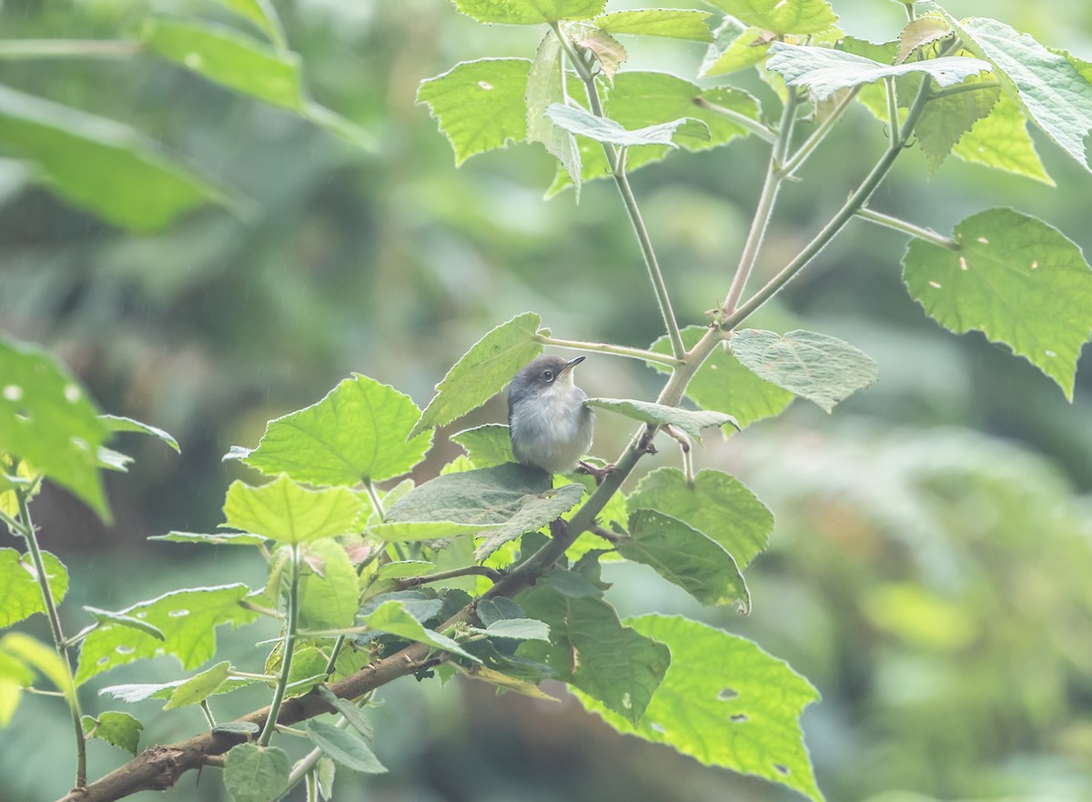 Gray Apalis - ML624416583