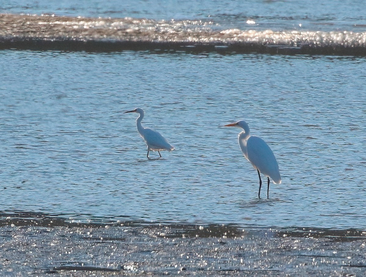 Snowy Egret - ML624416610
