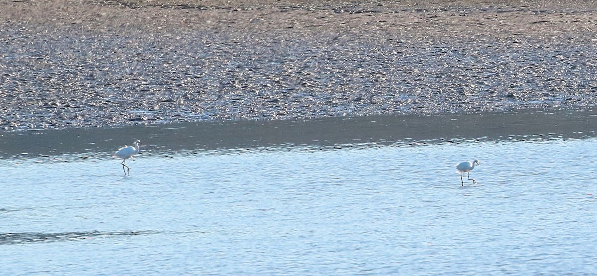 Snowy Egret - ML624416730