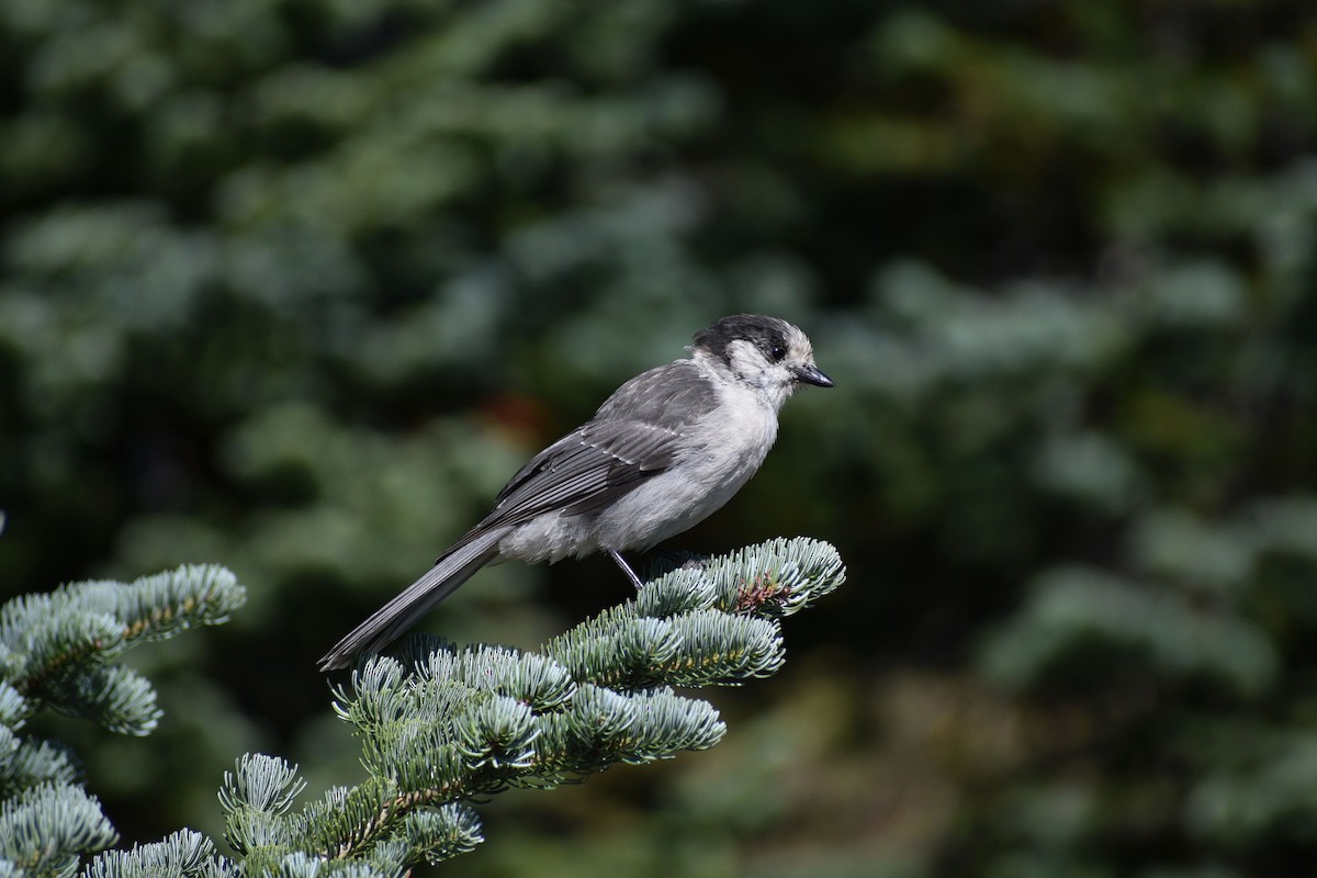 Canada Jay - ML624416731