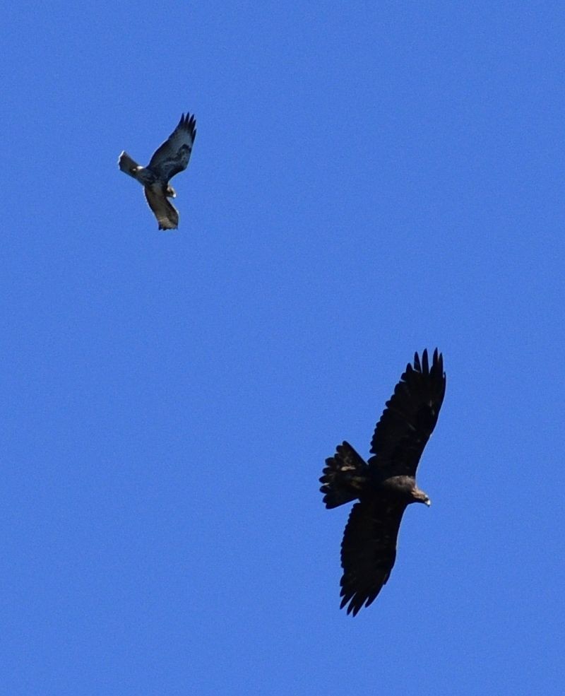 Red-tailed Hawk - ML624416743