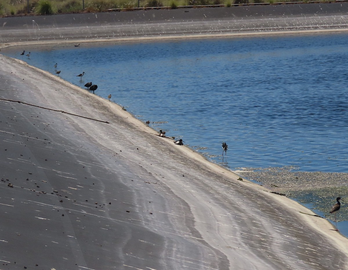 Black-necked Stilt (Hawaiian) - ML624417104