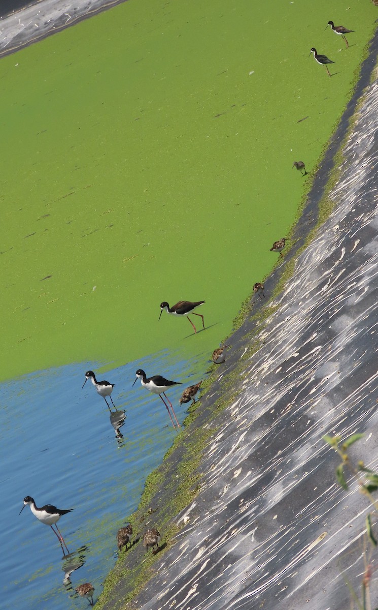 Black-necked Stilt (Hawaiian) - ML624417106