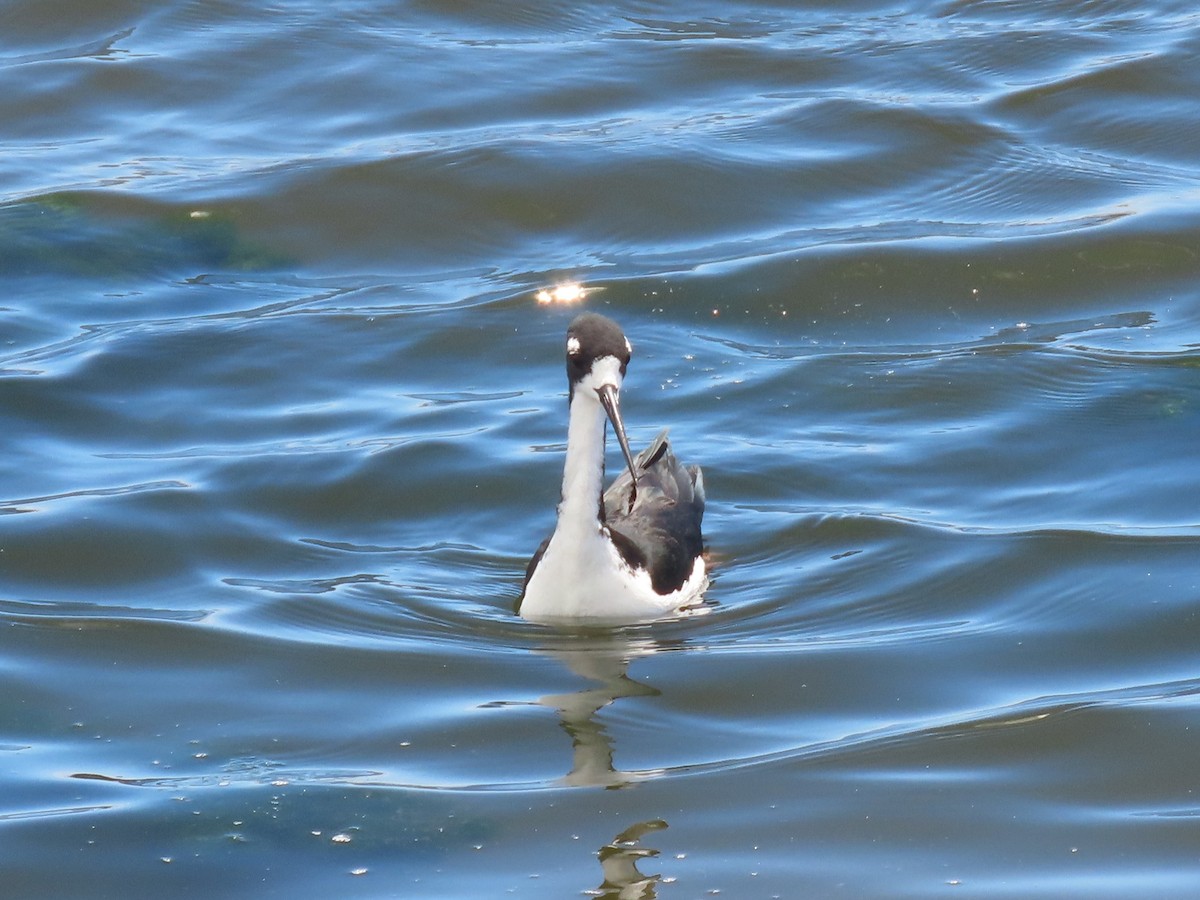 Black-necked Stilt (Hawaiian) - ML624417107