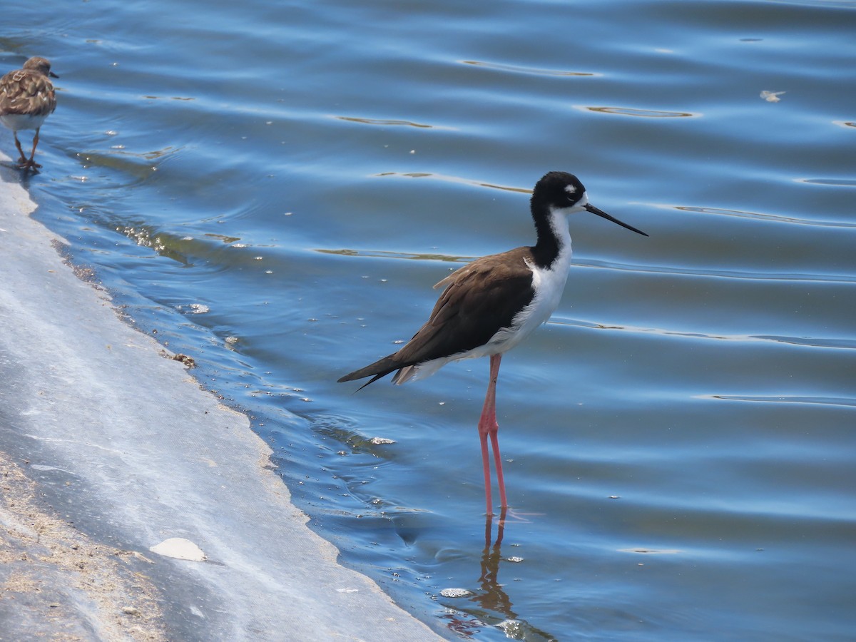 Black-necked Stilt (Hawaiian) - ML624417111