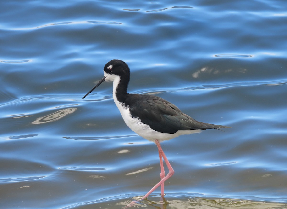 Black-necked Stilt (Hawaiian) - ML624417113