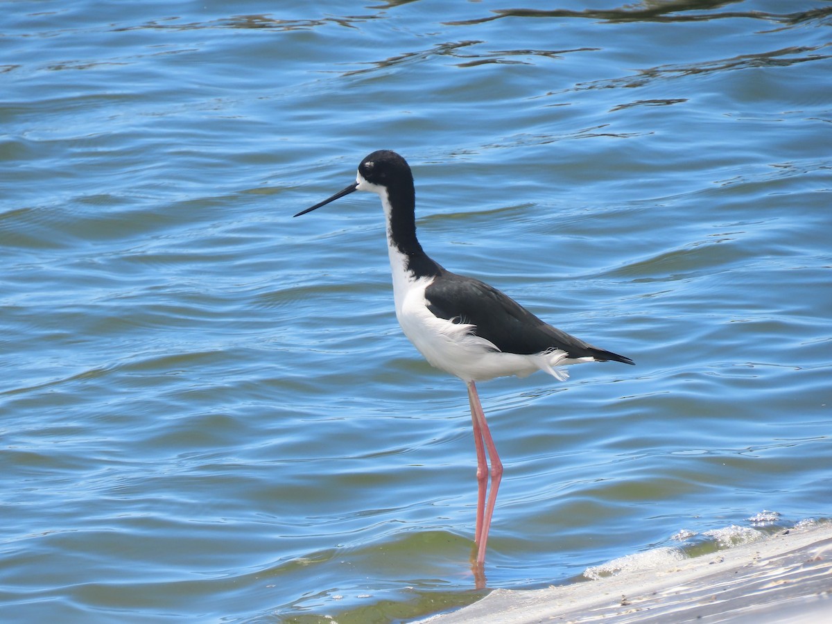 Black-necked Stilt (Hawaiian) - ML624417117