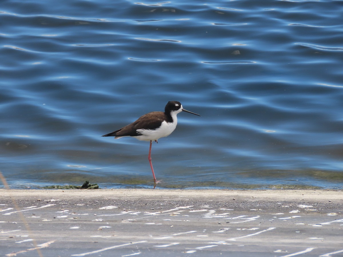 Black-necked Stilt (Hawaiian) - ML624417119