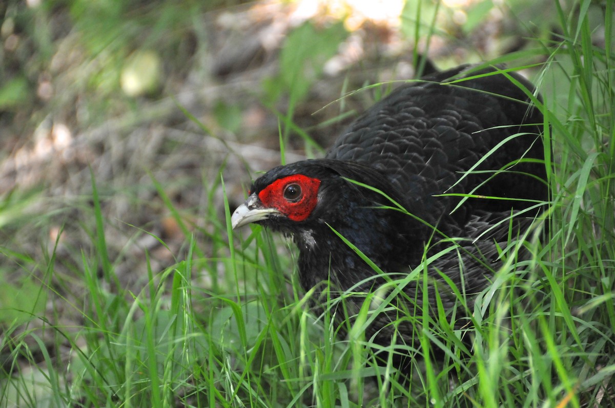 Kalij Pheasant - ML624417121