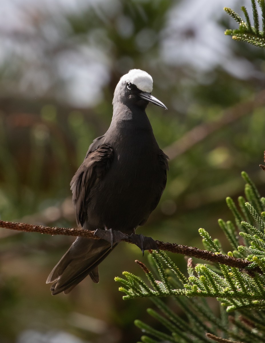 Black Noddy - ML624417155