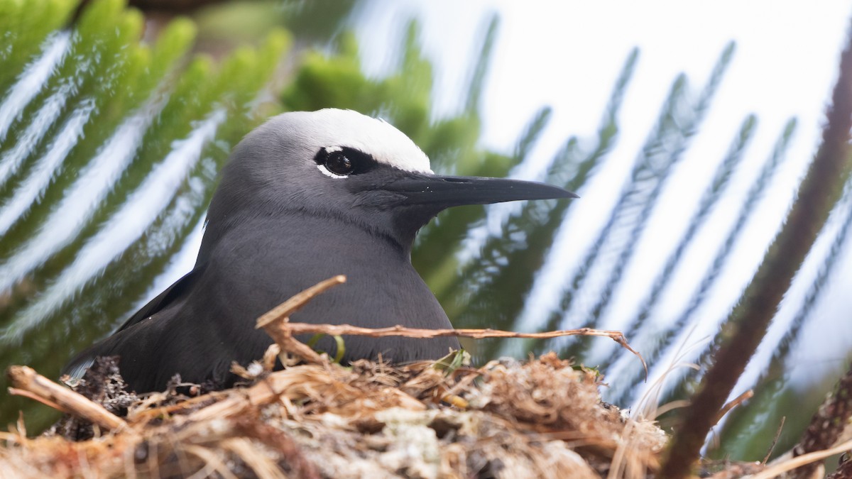 Black Noddy - ML624417156