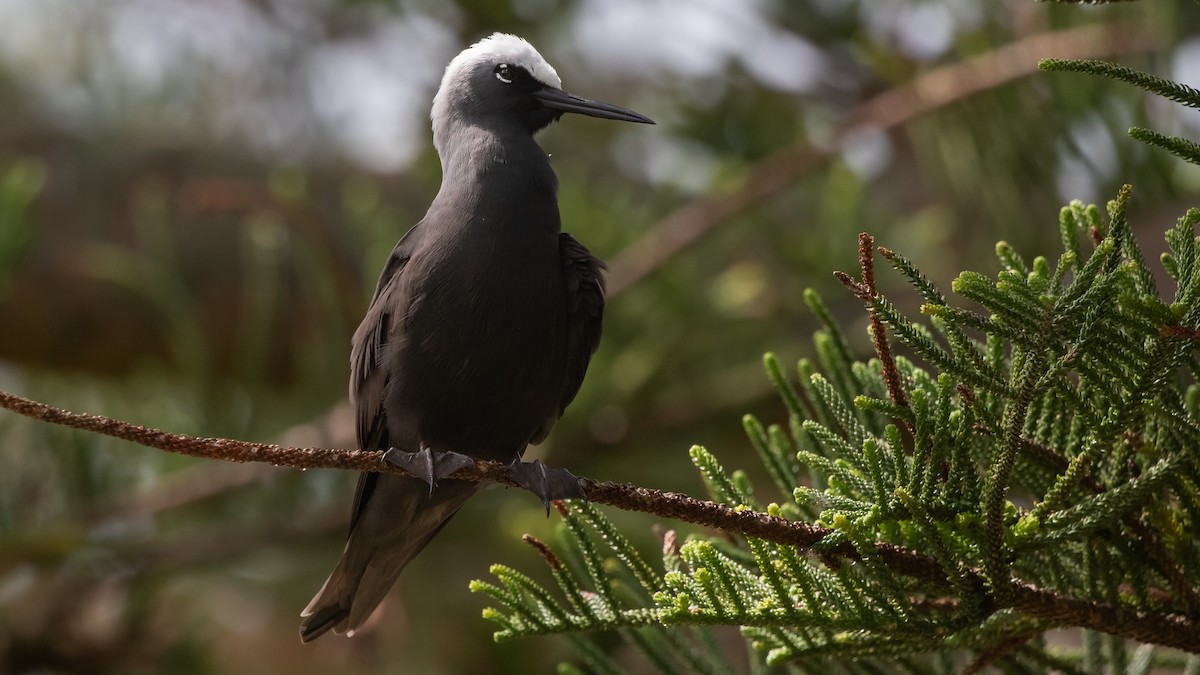 Black Noddy - ML624417157