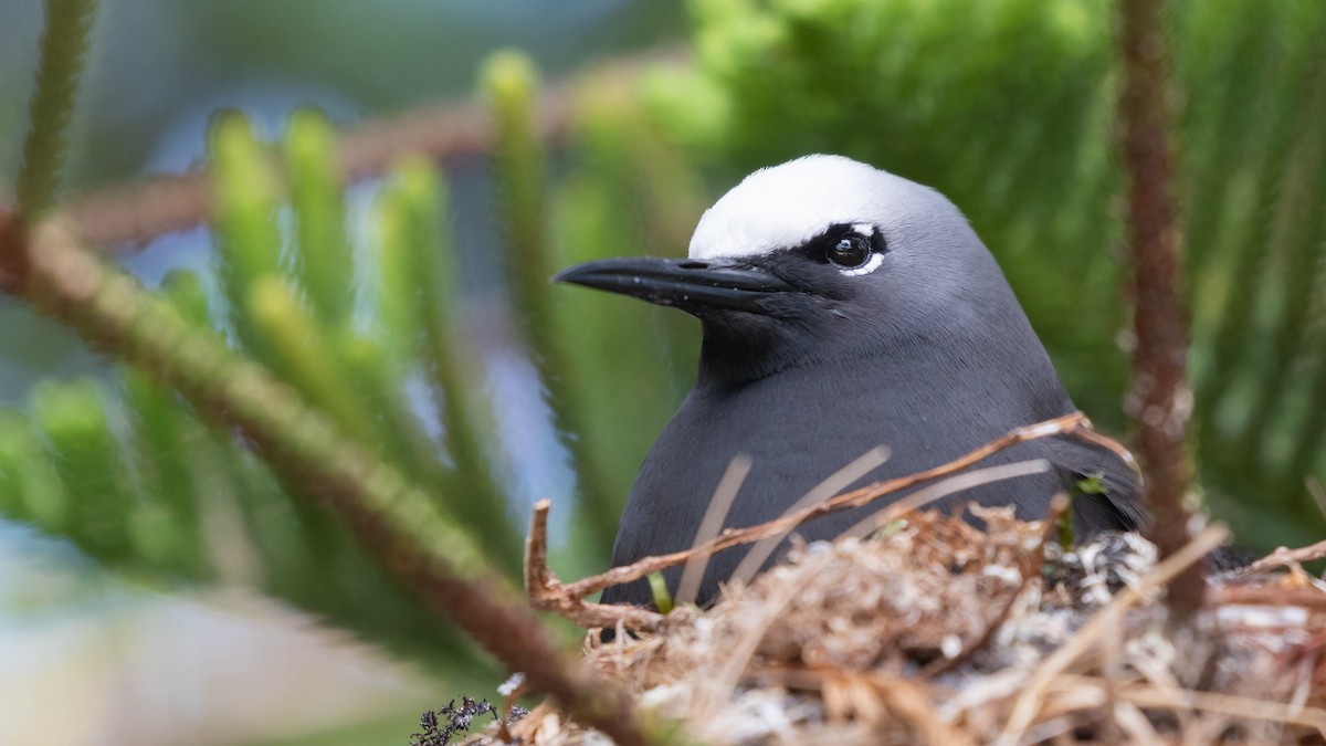 Black Noddy - ML624417158