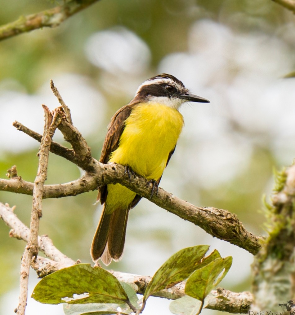 Lesser Kiskadee - ML624417197