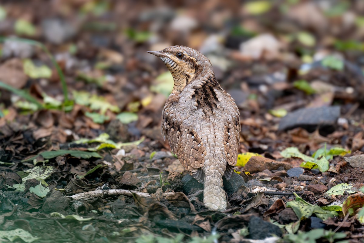 Eurasian Wryneck - ML624417403