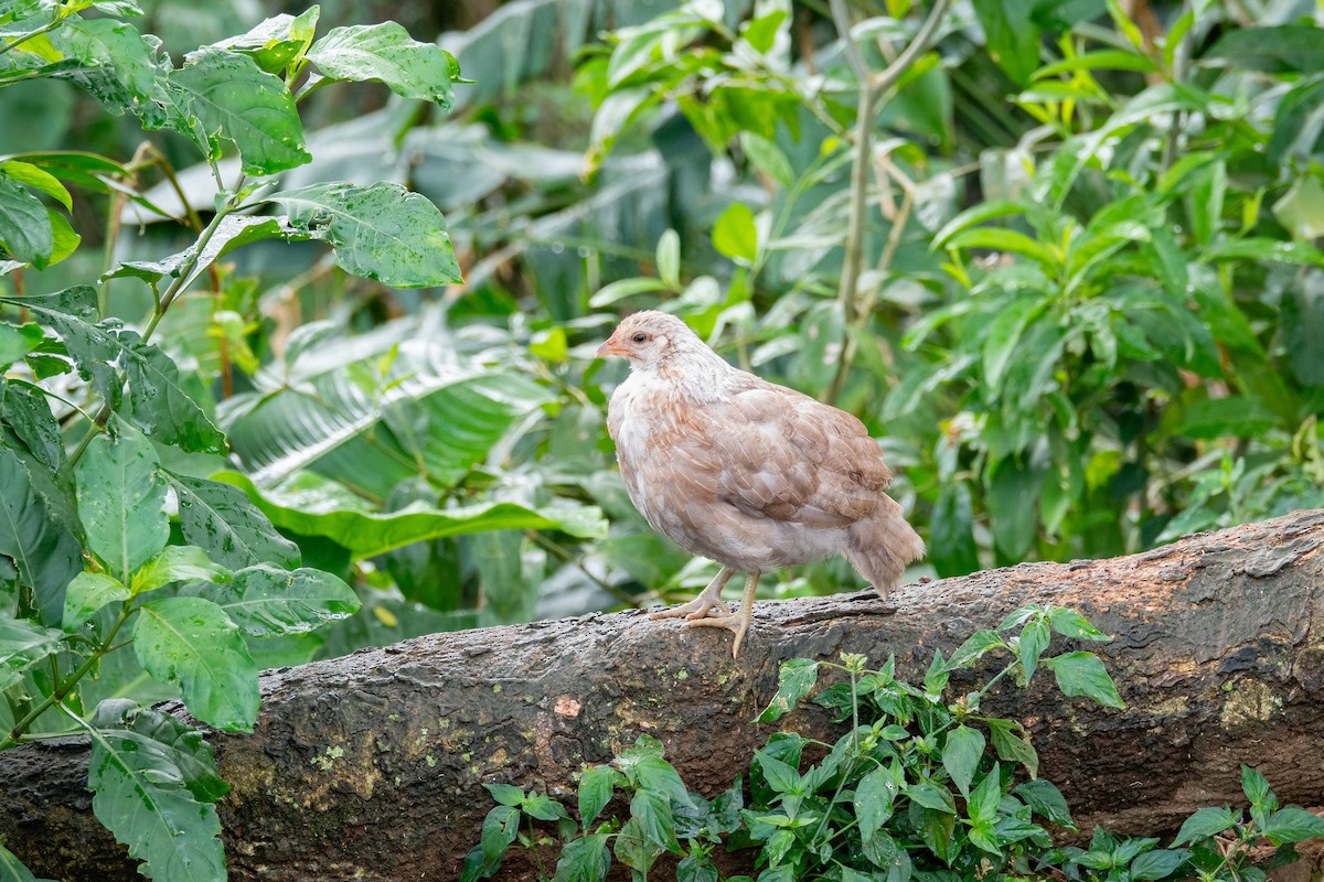 Red Junglefowl (Domestic type) - ML624417440