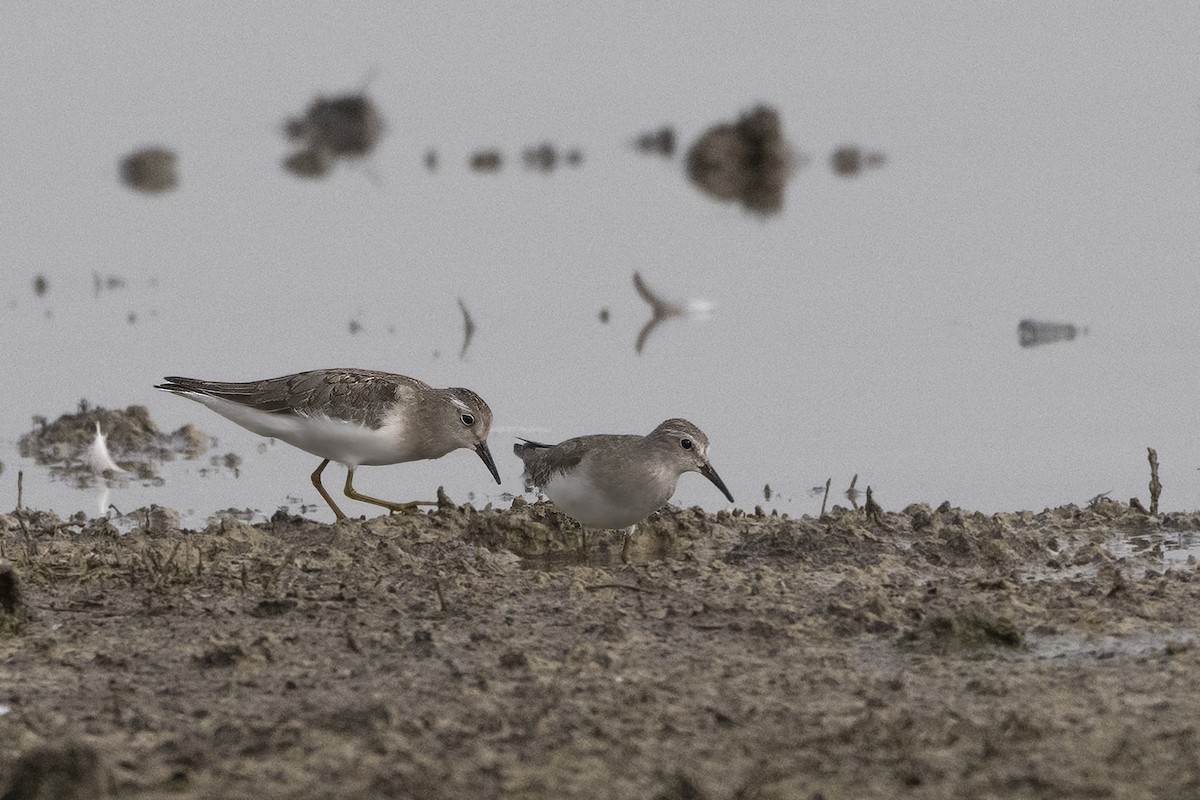 Temminck's Stint - ML624417443