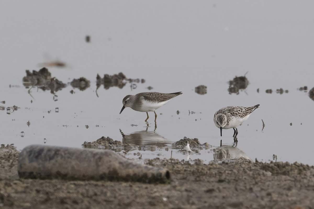 Temminck's Stint - ML624417444