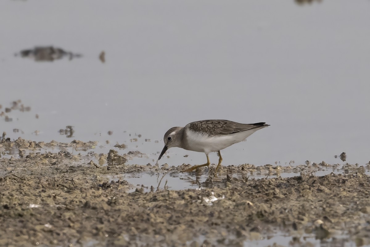 Temminck's Stint - ML624417445