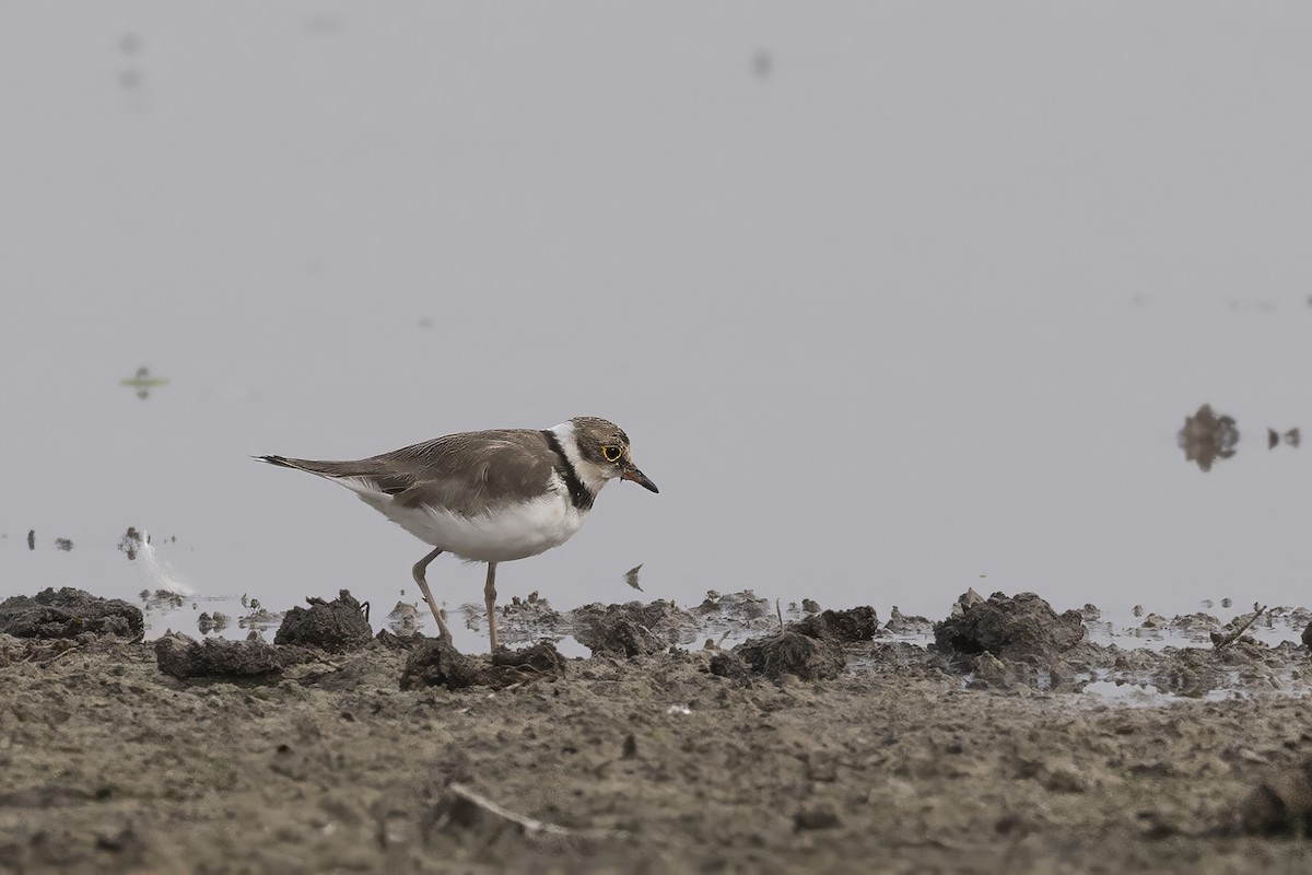 Little Ringed Plover - ML624417453