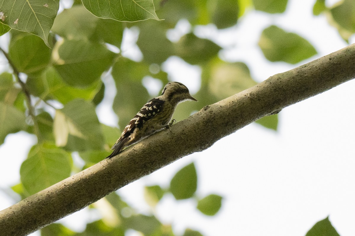 Gray-capped Pygmy Woodpecker - ML624417459