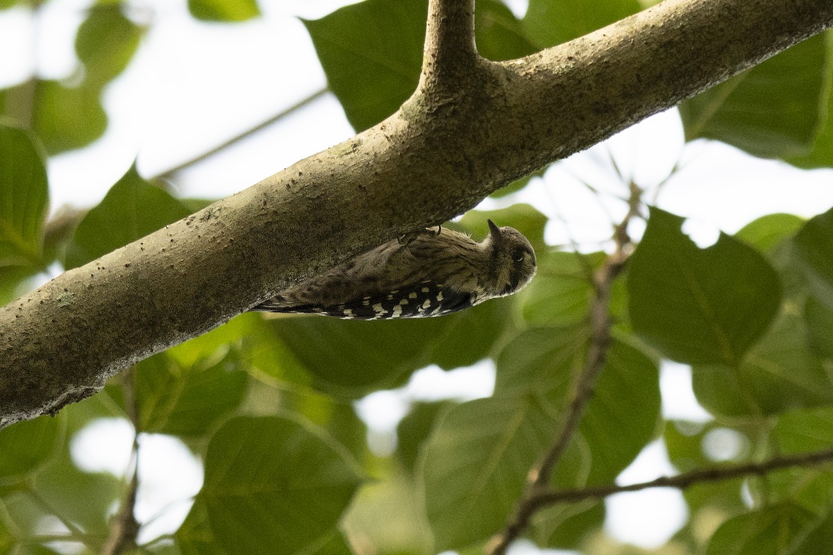 Gray-capped Pygmy Woodpecker - ML624417460