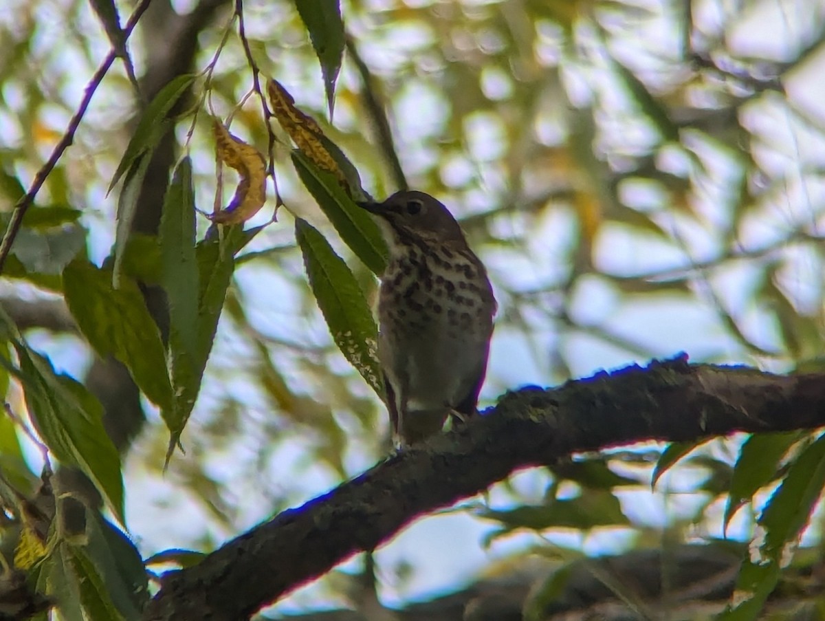 Hermit Thrush - ML624417491