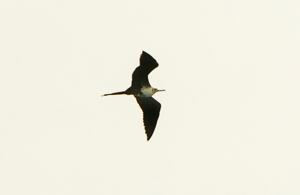 Great Frigatebird - david vargas