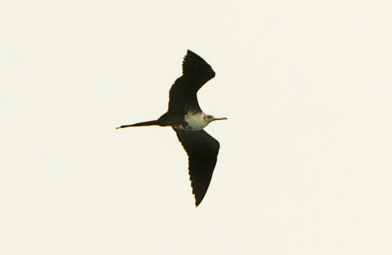 Great Frigatebird - ML624417591