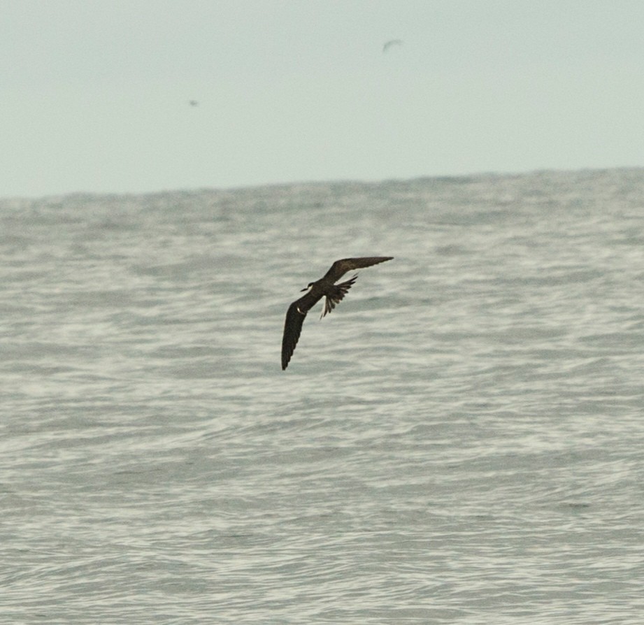 Sooty Tern - ML624417662