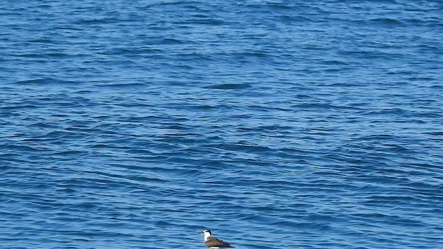 Bridled Tern - ML624417702