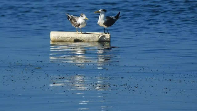 Great Crested Tern - ML624417711