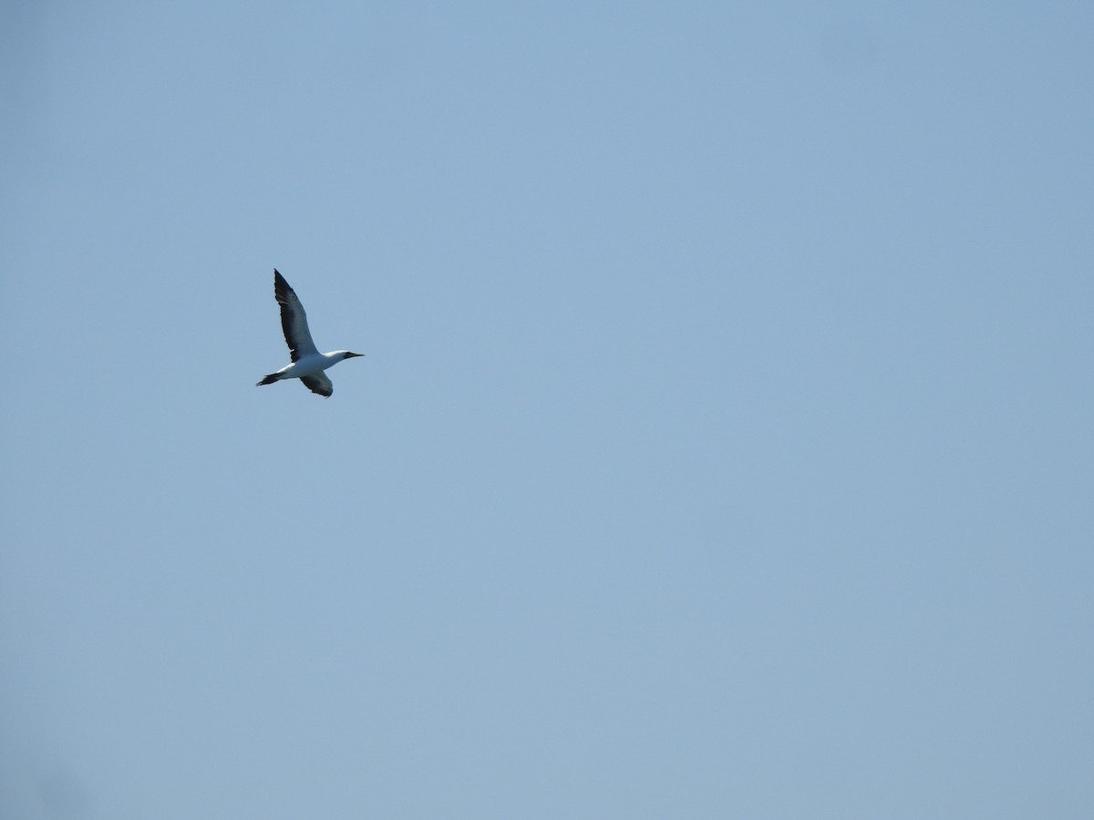 Masked Booby - Francis D'Souza