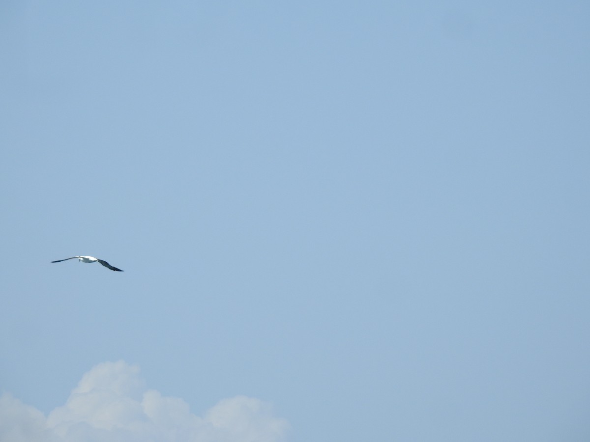 Masked Booby - ML624417719