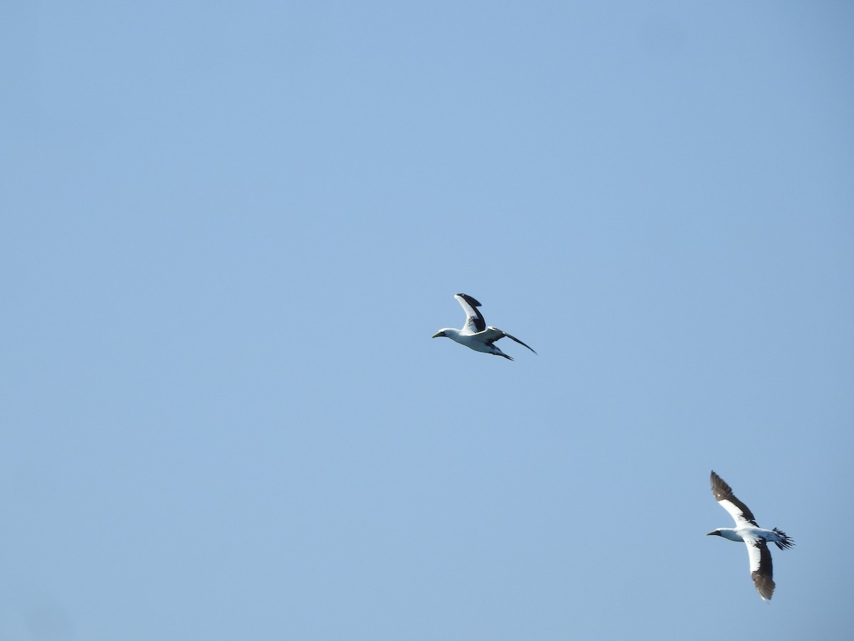 Masked Booby - ML624417720