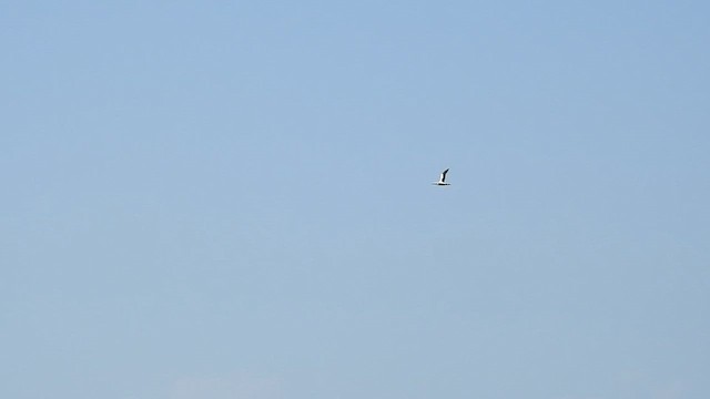 Masked Booby - ML624417723