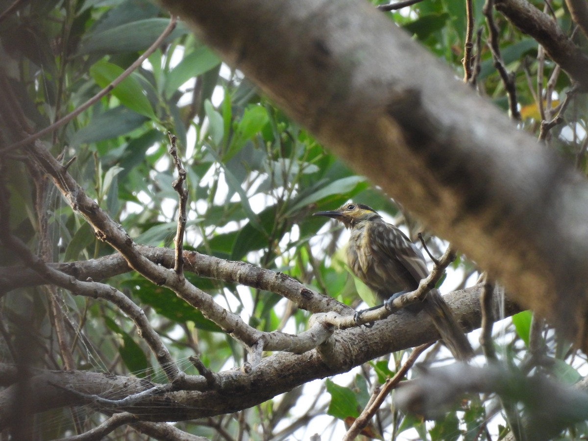 Macleay's Honeyeater - ML624417758