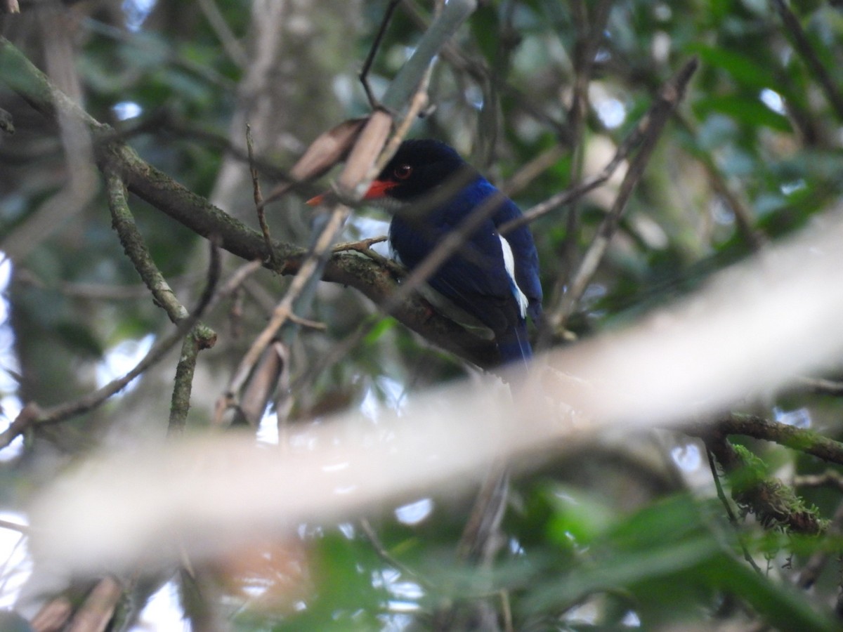 White-rumped Kingfisher - ML624417760