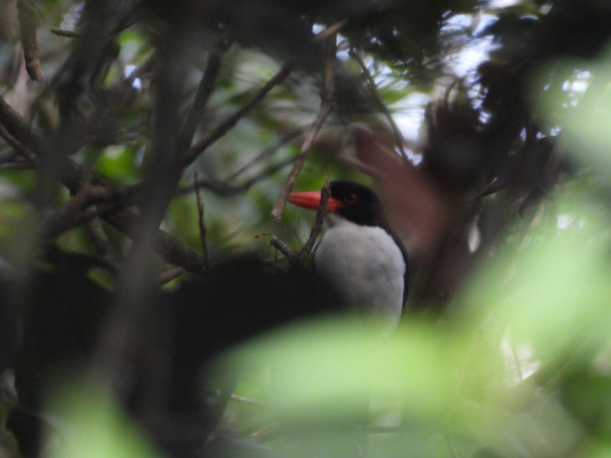 White-rumped Kingfisher - ML624417761