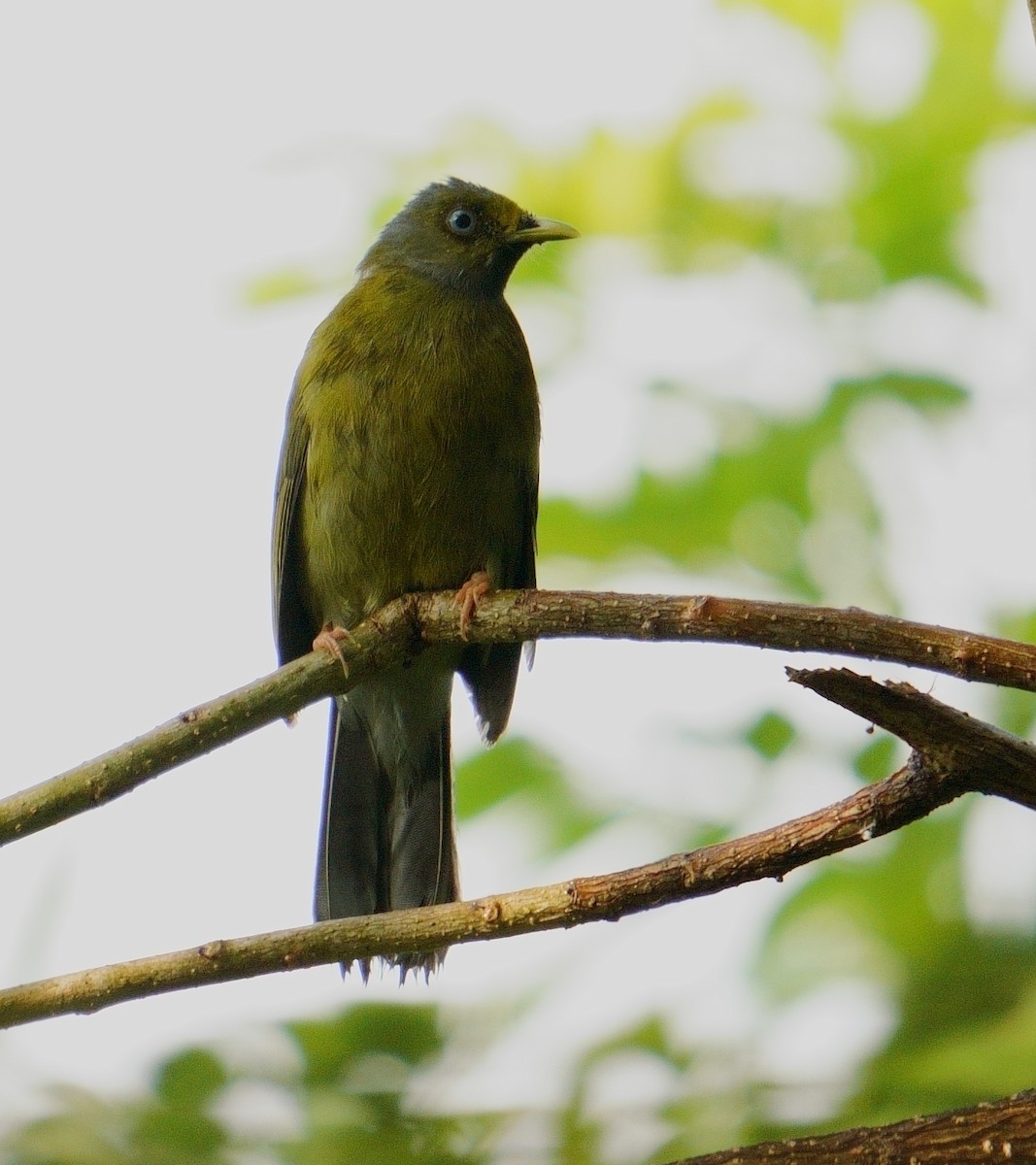 Bulbul Cabecigrís - ML624417776